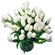 white tulips. Plovdiv