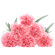 Pink Carnations. Plovdiv